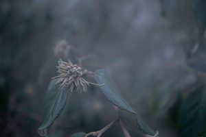 Bernardine Garden. # 1.