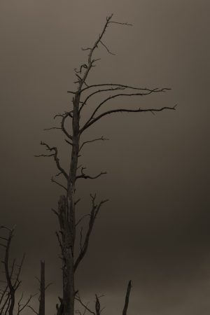 Pines under the Cormorants. # 2.