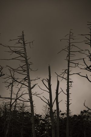 Pines under the Cormorants. # 3.