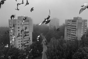 From a bird's flight