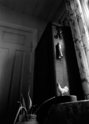 Cock in morning