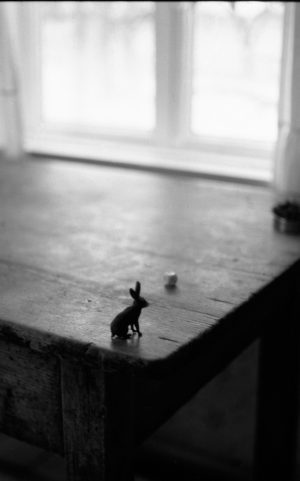 A hare in the field