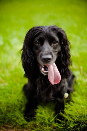 Black dog