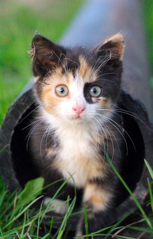 First day of a cat