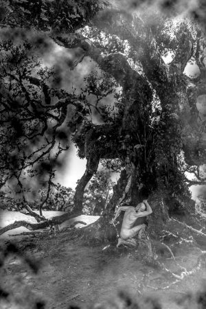 The Breath of the Tree