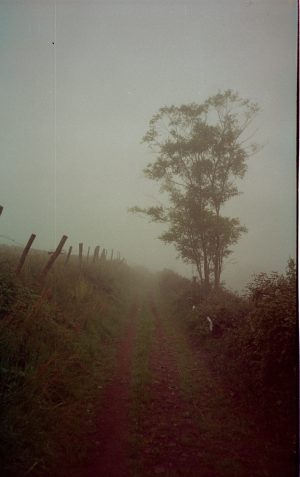 Foggy Path