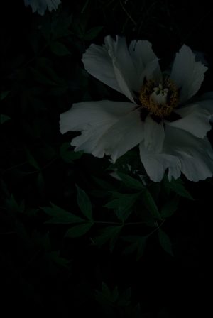Lilith