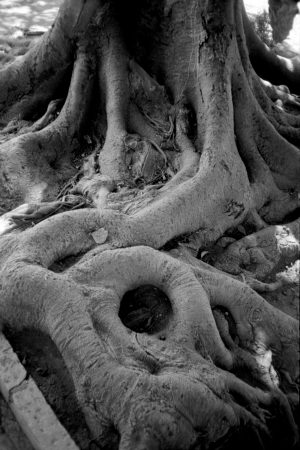 Roots of India