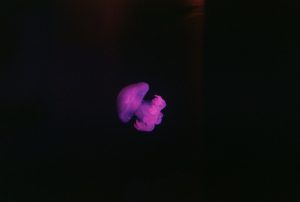 Pink Silence