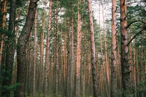 Forest has Eyes