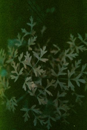 Green Melody