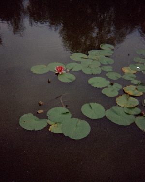 Dance of Lotus