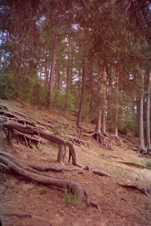 Dancing Trees
