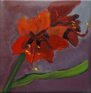 Amaryllis I