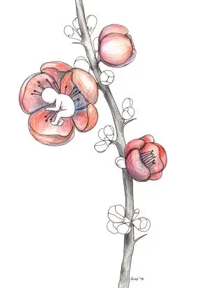 Blooming
