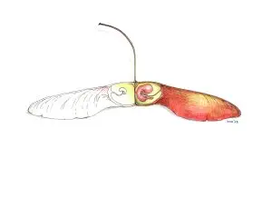 Maple seed