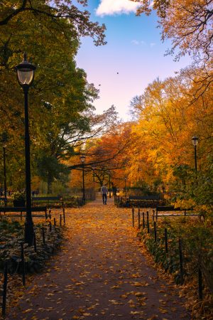 The Palace Park