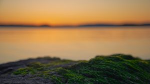 Pastel Sunset