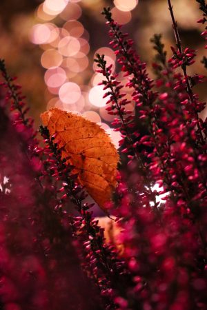 Orange Autumn Leaf