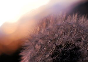 Dandelion