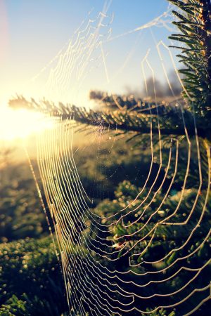 Webs