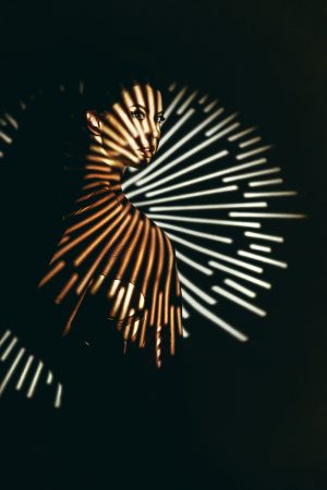 In the rays of Darkness