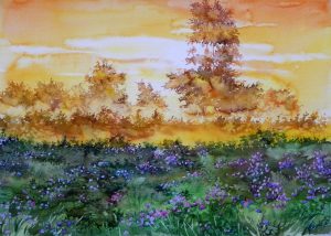 Meadow in the morning light