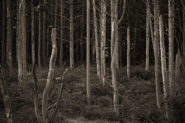 Kormoranai-CROP-11-2048x1365